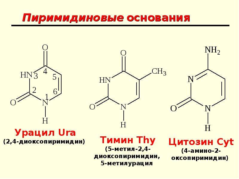 Значение нуклеиновых кислот презентация