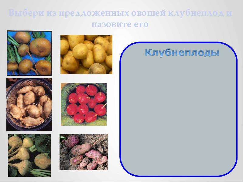 Селекция картофеля презентация