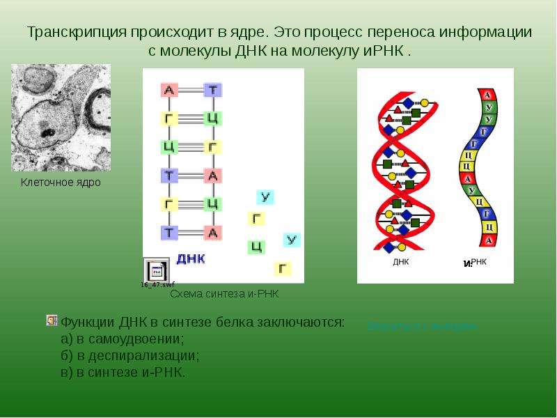Молекулы рнк образуются. Транскрипция происходит в ядре. Процесс транскрипции происходит. ДНК В ядре. Преобразование ДНК В РНК.