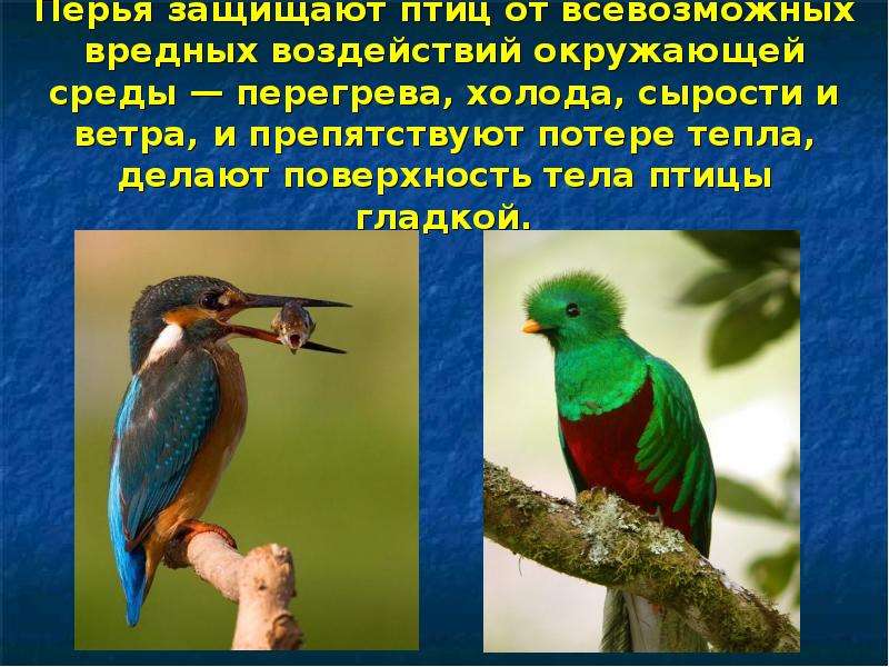Что предохраняет птиц от перегревания