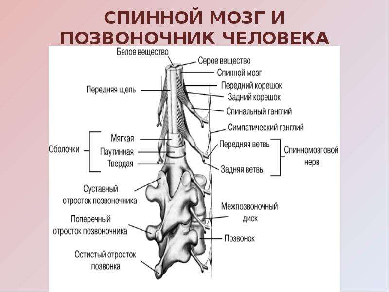 Передний столб спинного мозга. Нервная система позвоночника человека. Нервная система позвонка человека. Нервная система позвоночника человека схема. Позвоночник человека с нервами.