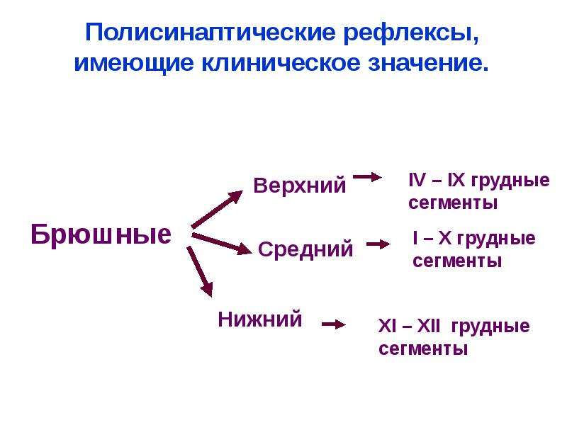 Рефлекторная деятельность нервной системы презентация 8 класс