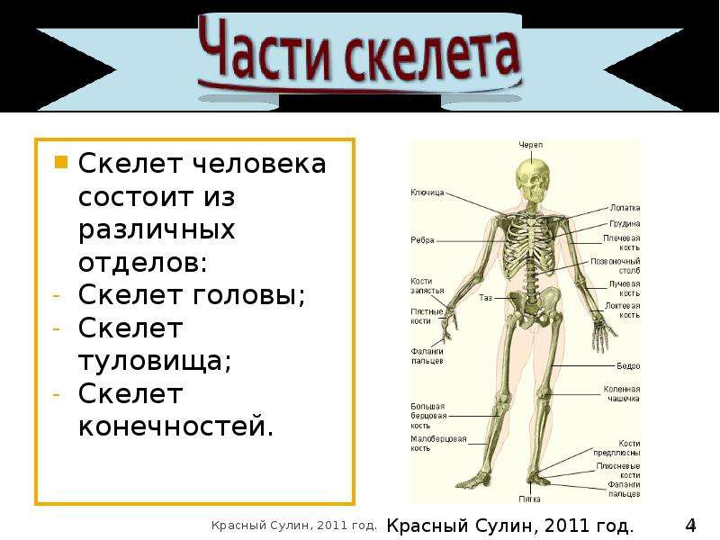 Состоит из разных. Отделы скелета. Скелет человека состоит из. Отделы тела скелета человека. Отделы скелета туловища.