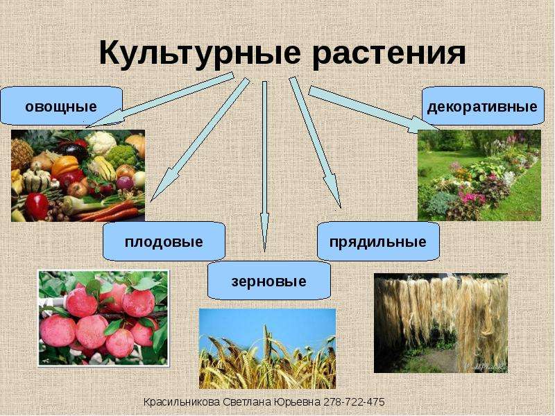 Презентация к чему относится