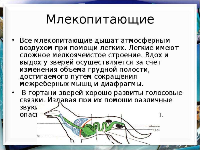 Презентация про домашних животных 7 класс по биологии