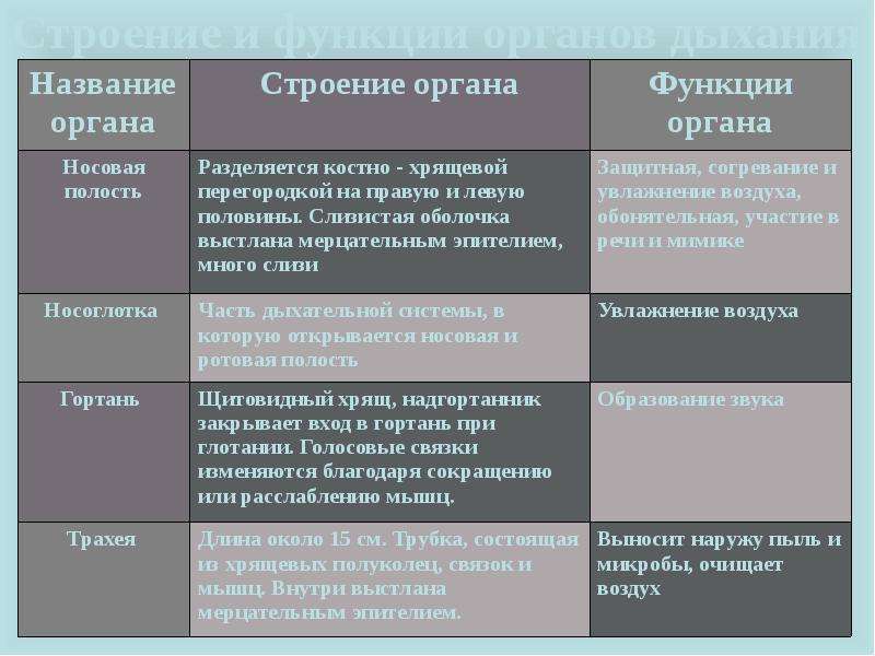 Глотка строение и функции таблица