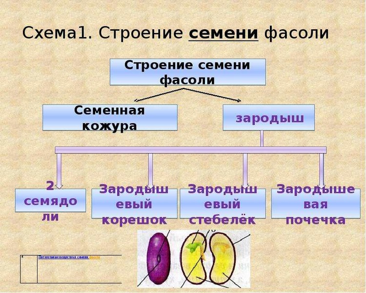 Схема семени фасоли