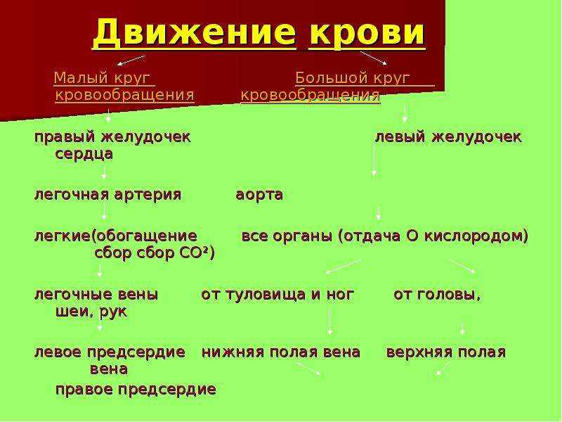 Движение по кругам кровообращения. Движение крови в большом круге. Движение крови по малому кругу кровообращения. Малый круг кровообращения движение крови. Последовательность движения крови по малому кругу кровообращения.