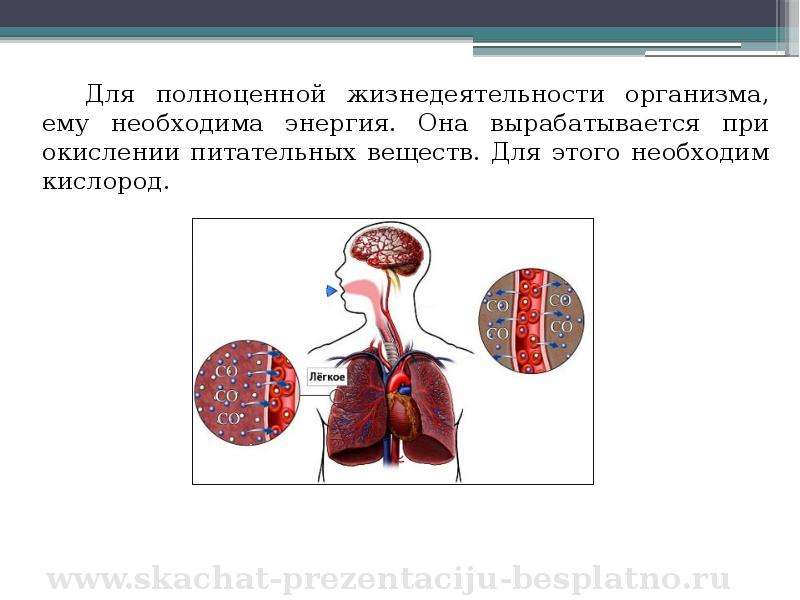 Дыхание и кровообращение презентация 3 класс презентация