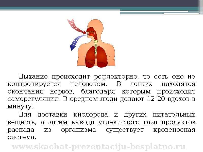 Дыхание и кровообращение вопросы. Система дыхания и кровообращения 3 класс. Презентация на тему дыхание. Дыхательная и кровеносная система 3 класс. Дыхание происходит.