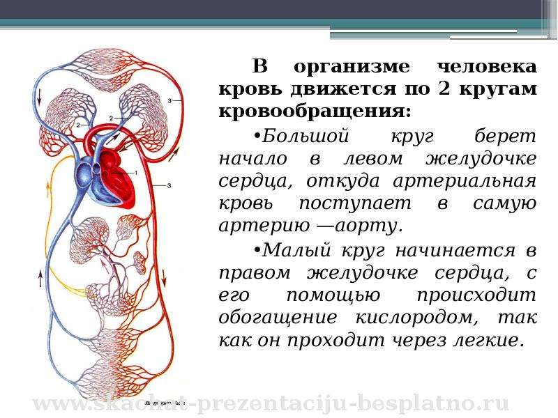 Кровообращение в организме круги кровообращения. Кровообращение человека. Круги кровообращения человека. Кровообращение крови в организме человека. Циркуляция крови.