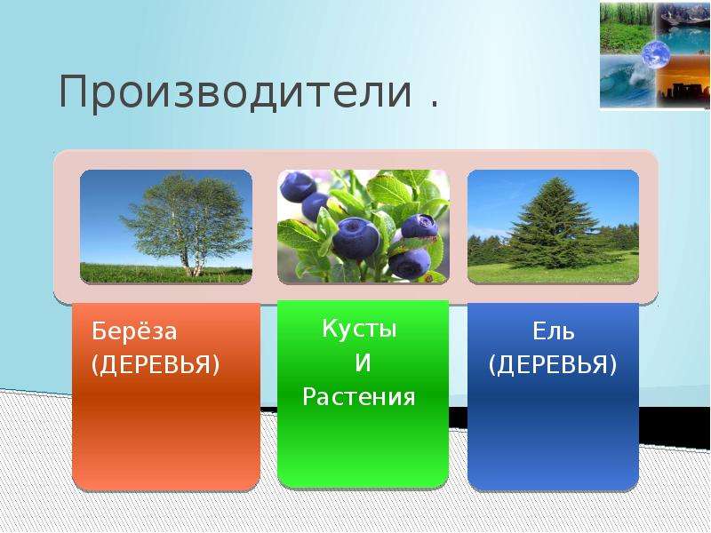 Растения производители. Производитель дерева. Растения производители 3 класс. Растения потребители или производители.