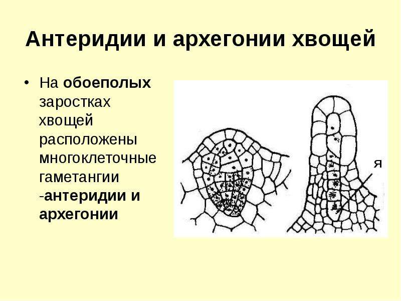 Антеридии. Архегонии и антеридии. Антеридий хвоща. Гаметангии с архегониями. Архегонии хвоща.