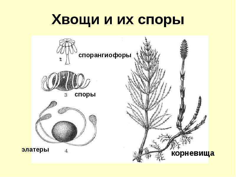 Схема развития споровых