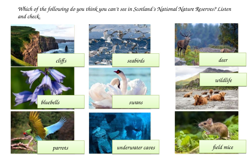   cliffs  seabirds  wildlife  swans  bluebells                  field mice  underwater caves  parrots   deer  Which of the following do you think you can’t see in Scotland’s National Nature Reserves? Listen and check.  