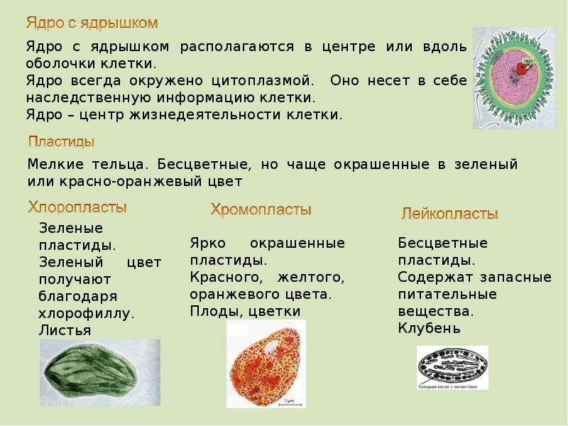 Содержат запасные питательные вещества. Запасные питательные вещества клетки. Бесцветные тельца клетки. Запасные питательные вещества растительной клетки.