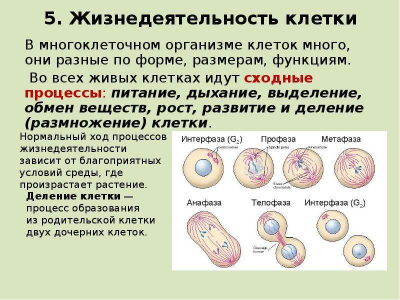 Процессы характерные для клетки. Жизнедеятельности клетки 5 класс биология процессы дыхания. Процессы жизнедеятельности клетки 5 класс деление клетки. Жизнедеятельность клетки питание дыхание рост. Жизнедеятельность клетки размножение.