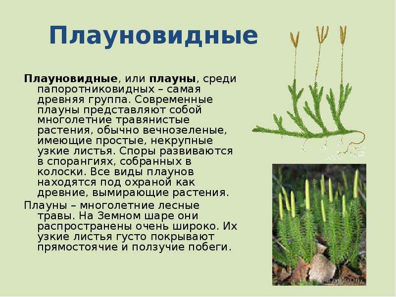 Папоротниковидные плауновидные хвощевидные 7 класс. Плауновидные водоросли. Плауновидные (Lycopodiophyta). Высшие растения Плауновидные. Плаун булавовидный среда обитания.