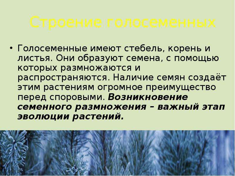 Голосеменные растения в отличие от папоротников. Голосеменные корень стебель лист. Голосеменные имеют стебель и листья. Голосеменные растения имеют корень. Листья голосеменных.