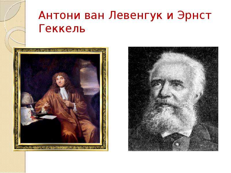 Впервые простейших увидел. История открытия простейших. Антони Ван Левенгук микроскоп. Кто открыл простейших. Учёный Геккель его достжеия и открытия.