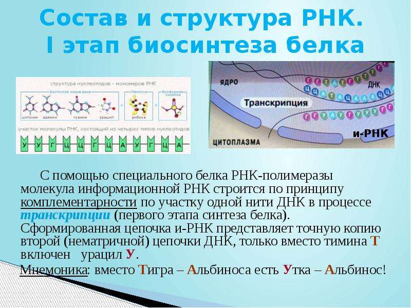 Молекула рнк и информация. Биосинтез белка принцип комплементарности. Этапы синтеза белка РНК полимераза. Структура РНК полимеразы. Комплементарность РНК.