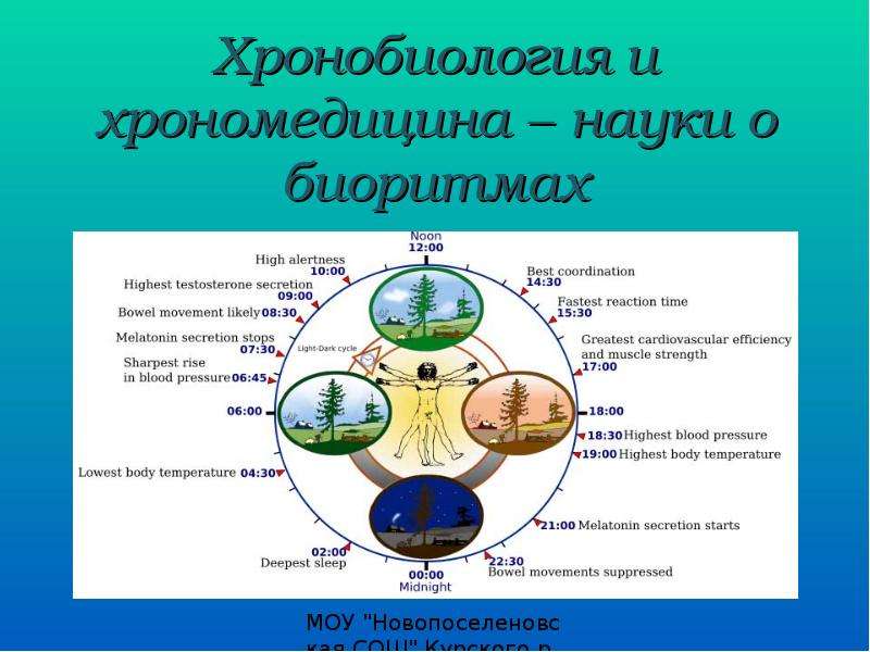 Биоритмы внутренние часы человека проект по биологии 9 класс