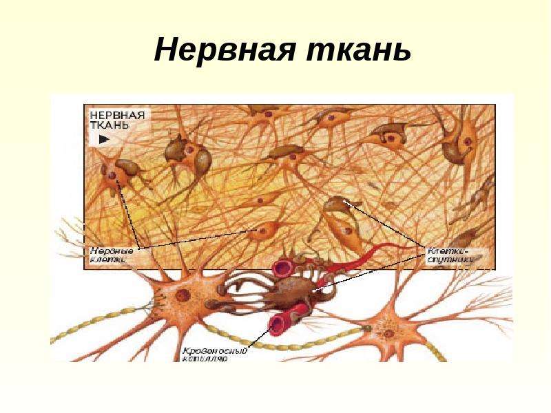 Презентация на тему нервная ткань гистология