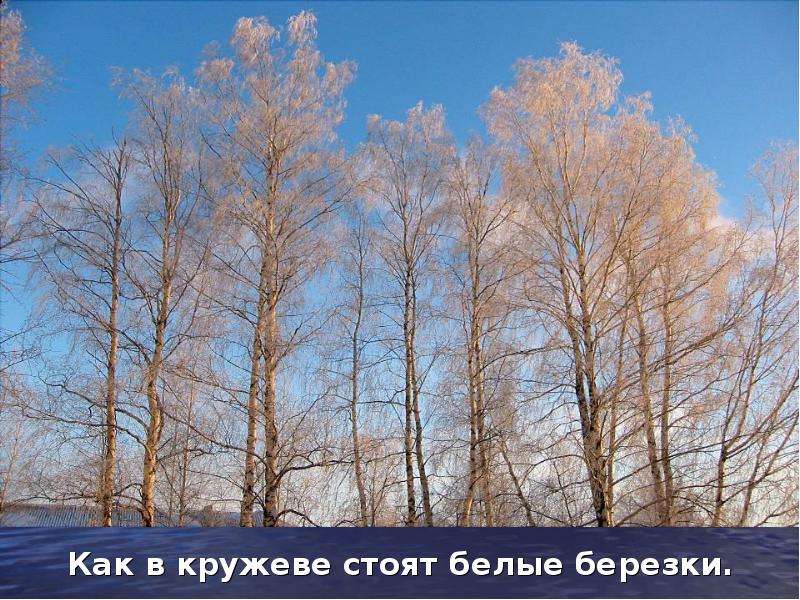 Признаки березы зимой. Берёза зимой на солнце. Одинокая береза зимой. Приспособление к условиям зимы береза. Обрядила зима сосны и ели в тяжёлые снеговые шубы.