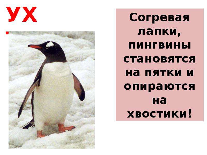 Презентация для дошкольников о пингвинах