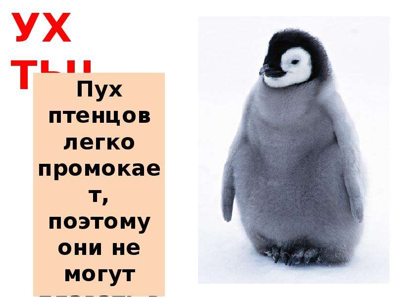 Пингвины внимание. Спасибо за внимание для презентации Пингвин. Пингвин спасибо. Конец презентации с пингвином. Спасибо за внимание Мем Пингвин.