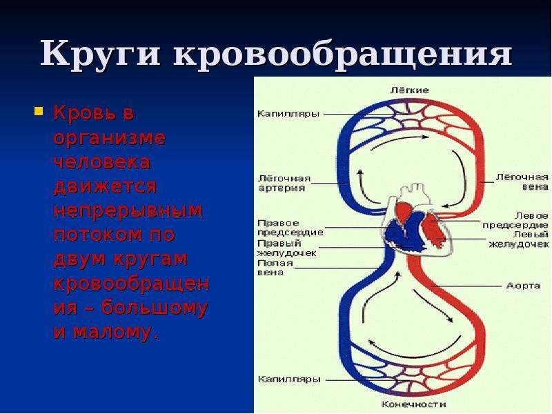 Большой круг кровообращения заканчивается. Большой круг кровообращения кластер. Движение крови по малому кругу кровообращения. Круги кровообращения анатомия. Малый круг кровообращения начинается.