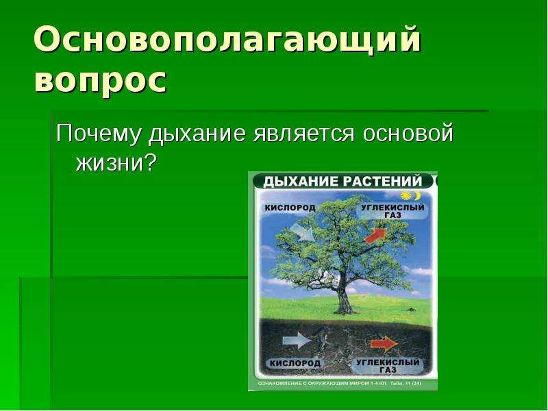 Дыхание растений 6 класс биология конспект