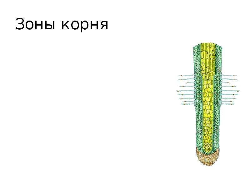 Зона деления состоит из. Зоны корня. Зоны корня рисунок. Проводящая зона корня. Зона всасывания корня рисунок.