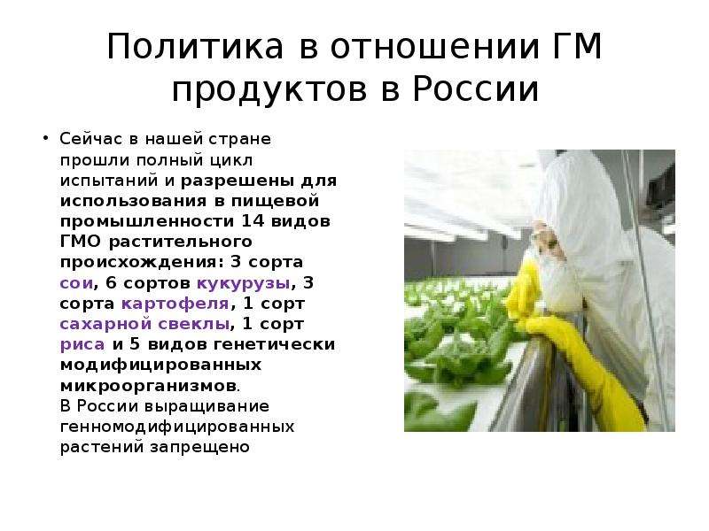 Анализ гмо. ГМО продукты в России. Генномодифицированные растения. Презентация на тему ГМО. ГМО В пищевой промышленности.