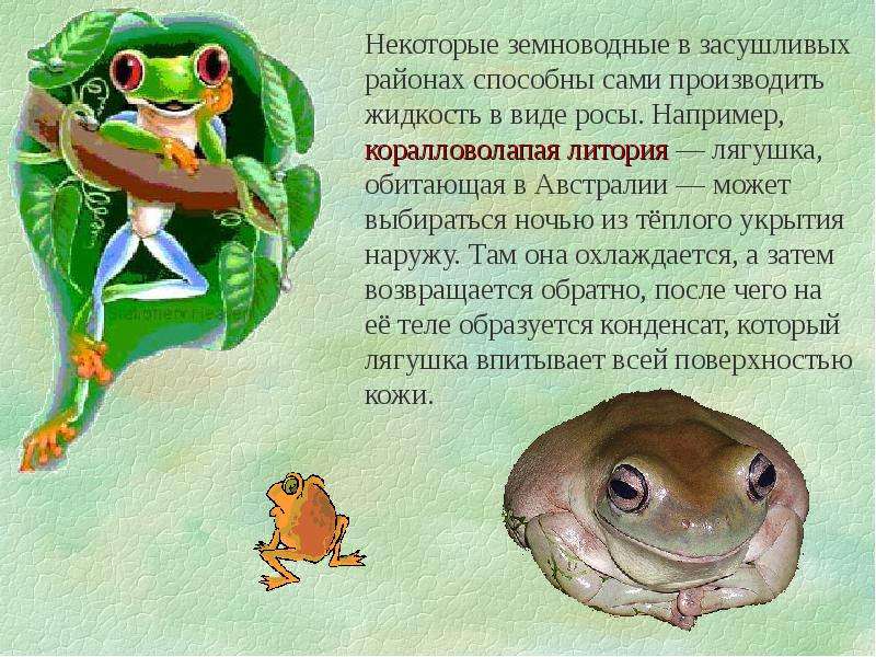 Поговорка лягушка. Интересные факты о лягушках. Интересные факты о лягушках и жабах. Интересные факты отлягушках. Интересное о лягушках для детей.