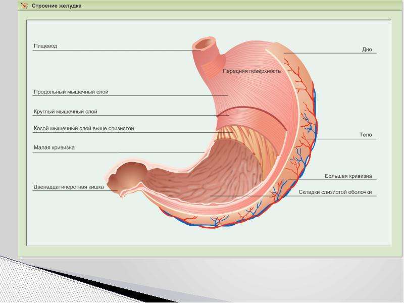 Презентация анатомия желудка