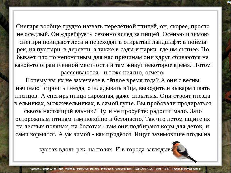 Сочинение рассуждение птицы. Снегири выводят птенцов зимой. Сочинение на тему Снегирь. Сочинение про снегиря. Снегирь вывод.