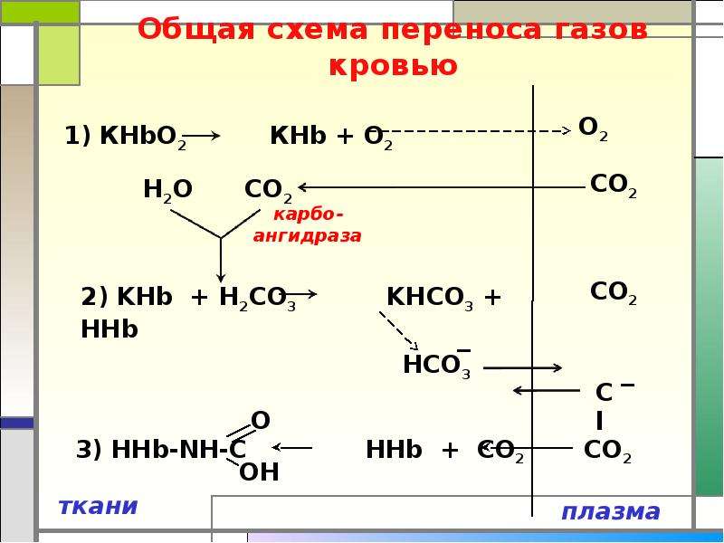 Схема связывания газов гемоглобином