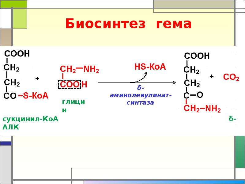 Схема синтеза гема из порфобилиногена