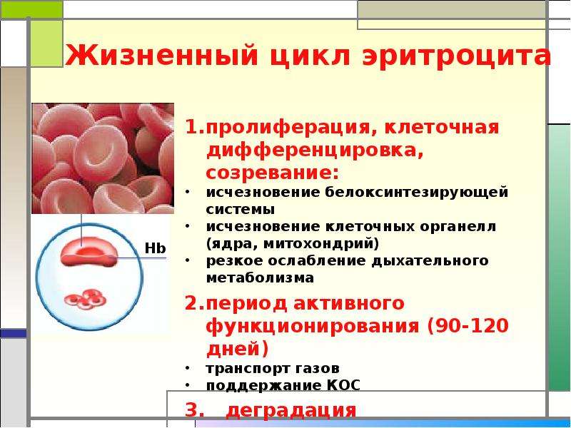 Синтез эритроцитов