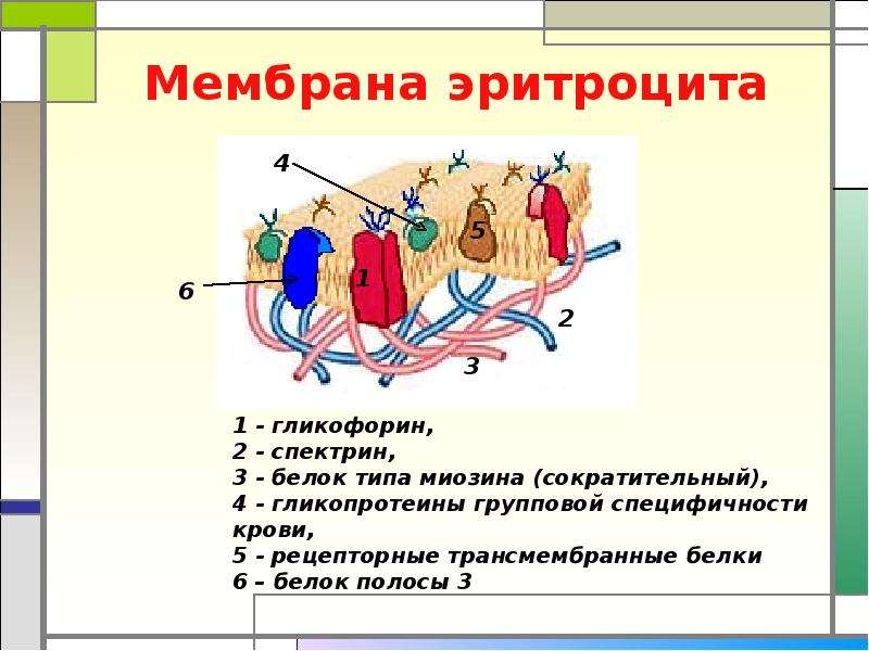 На мембране эритроцитов располагаются особые вещества