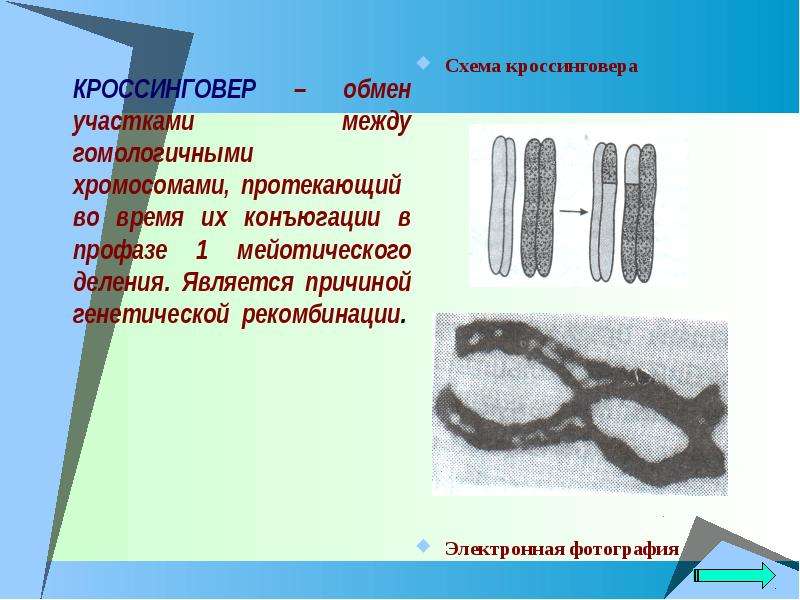 Конъюгация гомологичных хромосом. Схема конъюгации хромосом. Кроссинговер хромосомы электронная микрофотография. Обмен участками между гомологичными хромосомами (кроссинговер)..