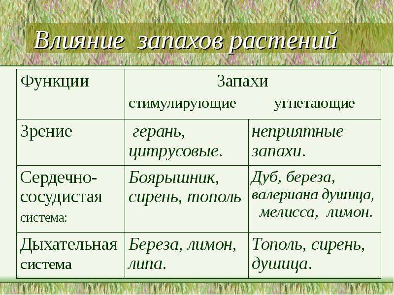 Запах синоним. Влияние запахов на организм человека. Как запахи влияют на человека. Действие ароматов на организм человека. Влияние запахов трав на человека.