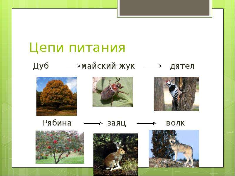 Цепи питания леса 4 класс окружающий. Цепи питания. Цепь питания в тайге. Пищевая цепочка окружающий мир. Цепи питания окружающий мир.