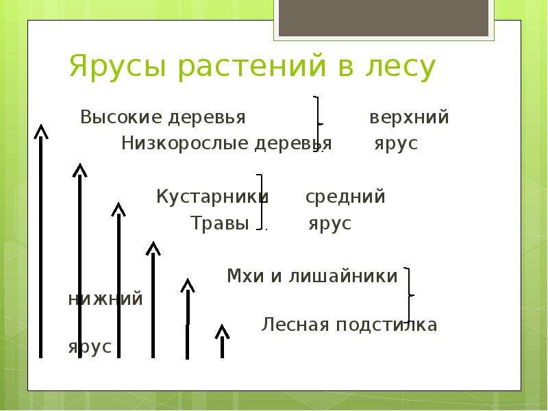 Ярусы леса схема