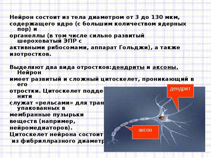 Каждый нейрон состоит. Нейрон состоит. Как узнать сколько нейронов содержит ядро. Ядерная пора в ЭПР. Какое количество ядерщик содержится в клетках.