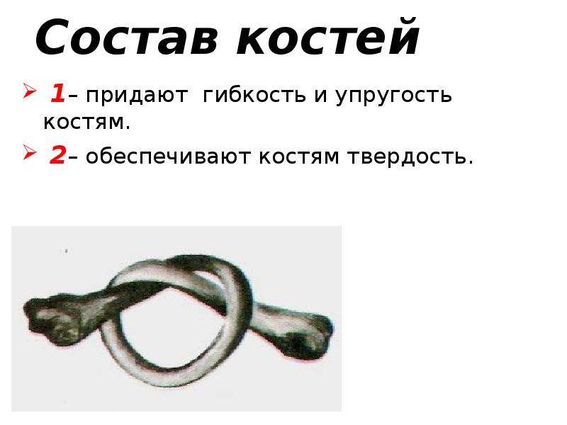 Твердость кости придают. Что придаёт костям твёрдость. Твердость кости. Гибкость и упругость придают костям.