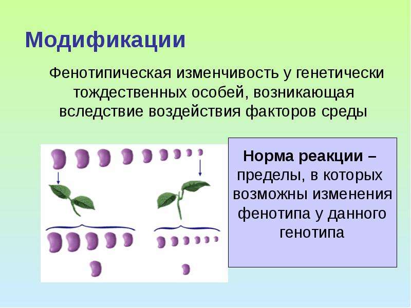 Возникнуть особо. Фенотипическая изменчивость. Фенотипическая изменчивость у растений. Фенотипическая изменчивость у человека. Фенотипическая изменчивость примеры.