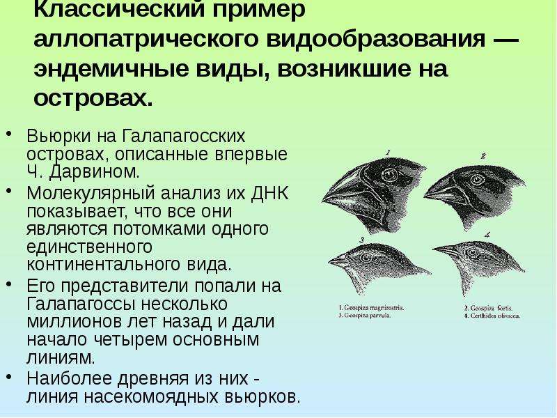 Какой способ видообразования изображен на рисунке судак. Галапагосские вьюрки Эволюция. Видообразование вьюрки Дарвин. Вьюреи аллопатрическое видообразование. Дарвиновские вьюрки пример аллопатрического.