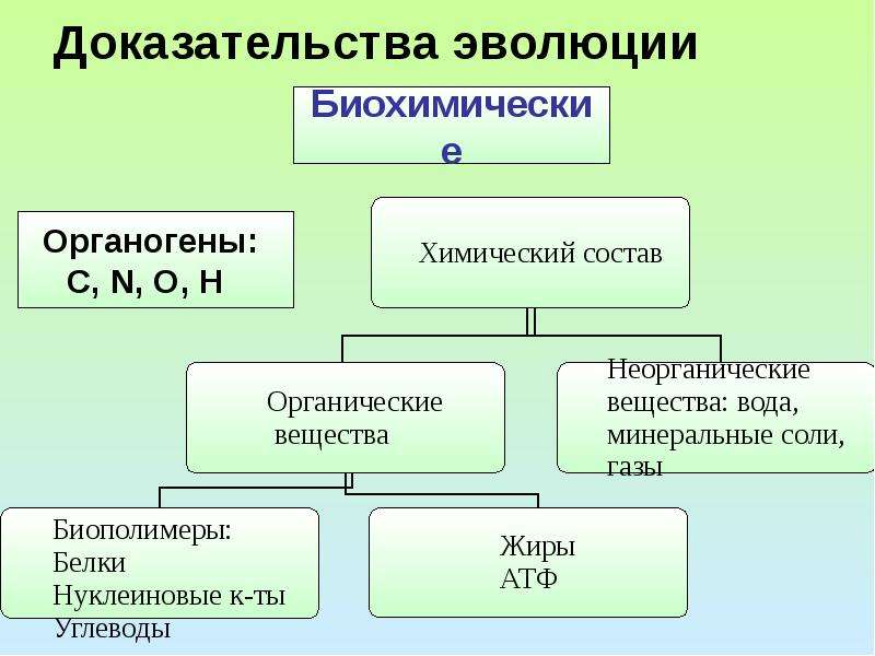 Органогены. Биохимические доказательства эволюции. Биохимические доказательства эволюции примеры. Биохимические доказательства эволюции человека. Органогены химические элементы.